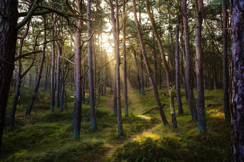 Forest Path